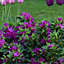 Azalea Purple - Vibrant Flowers, Evergreen Shrub, Hardy (20-30cm Height Including Pot)