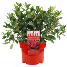Azalea Red - Evergreen Shrub, Exquisite Red Blooms (20-40cm Height Including Pot)