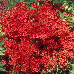 Azalea Red Plant - Vibrant Blooms, Compact Size, Hardy (20-30cm Height Including Pot)