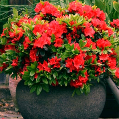 Azalea Red - Vibrant Flowers, Evergreen Shrub, Hardy (20-30cm Height Including Pot)