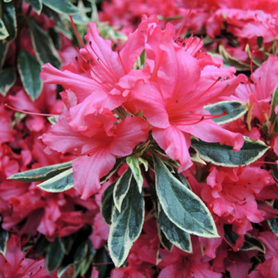 Azalea Silver Sword - Evergreen Shrub, Pink Blooms with Variegated Foliage (20-30cm Height Including Pot)