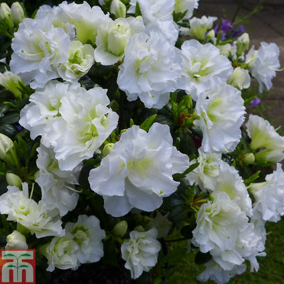 Azalea Snow Pearl 3 Litre Potted Plant x 2 | DIY at B&Q