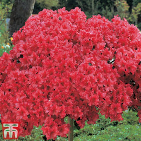 Azalea Standard Japanese Red 2 Litre Potted Plant x 2