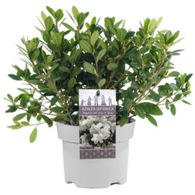 Azalea White - Evergreen Shrub, Exquisite White Blooms (20-40cm Height Including Pot)