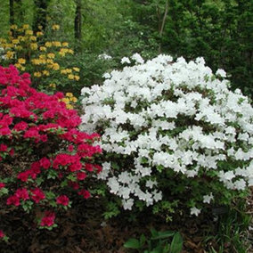 Azalea White - Gorgeous Flowers, Evergreen Shrub, Hardy (20-30cm Height Including Pot)