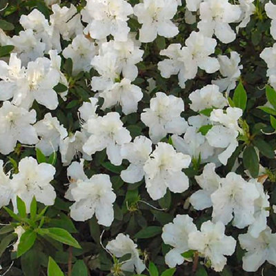 Azalea White - Gorgeous Flowers, Evergreen Shrub, Hardy (20-30cm Height Including Pot)