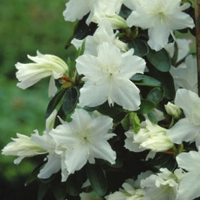 Azalea White Plant - Gorgeous Blooms, Compact Size, Hardy (20-30cm Height Including Pot)