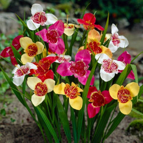 Aztec Lily Tigridia pavonia Mixed 20 Bulbs, Size 7/9