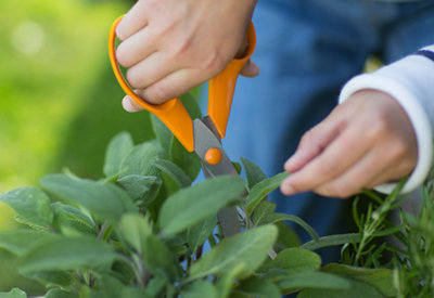 Cutting the leaves from a plant with a pair of garden scissors.