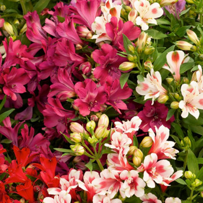 Close up of pink, red and white Alstroemeria flowers.