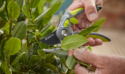 Cutting a leaf from a bush with a pair of Verve secateurs.