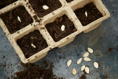 Seeds planted in a cardboard seed tray with six compartments, with more seeds next to it on the floor.
