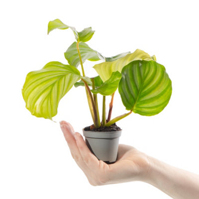 Baby Calathea Orbifolia - Petite Elegance (5-10cm Height Including Pot)