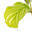 Baby Calathea Orbifolia - Petite Elegance (5-10cm Height Including Pot)