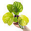 Baby Calathea Orbifolia - Petite Elegance (5-10cm Height Including Pot)