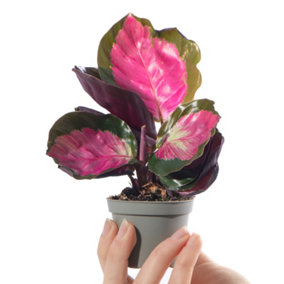 Baby Calathea Purple Roseopicta Rosy - Vibrant Leaves (5-10cm Height Including Pot)