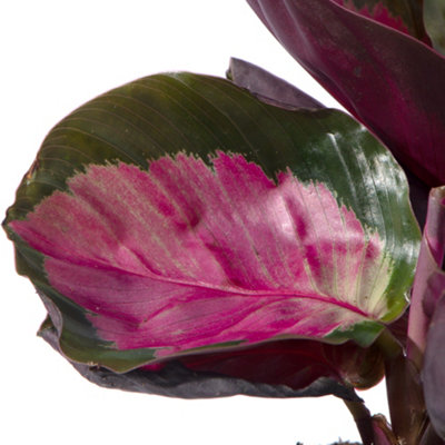 Baby Calathea Purple Roseopicta Rosy - Vibrant Leaves (5-10cm Height Including Pot)