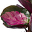Baby Calathea Purple Roseopicta Rosy - Vibrant Leaves (5-10cm Height Including Pot)
