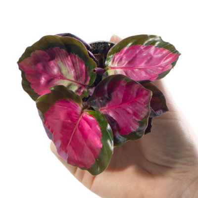 Baby Calathea Purple Roseopicta Rosy - Vibrant Leaves (5-10cm Height Including Pot) - 3