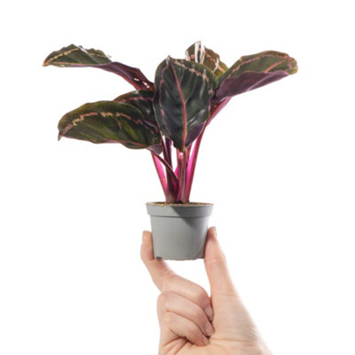 Baby Calathea Roseopicta Illustrious - Petite Elegance (5-10cm Height Including Pot)