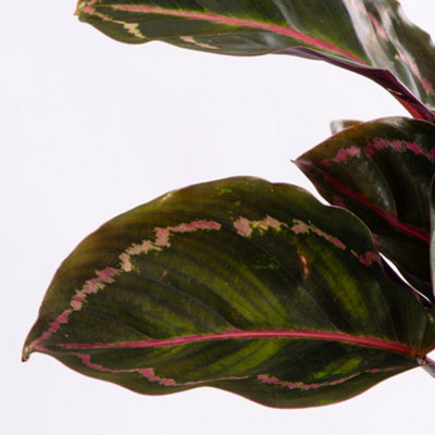 Baby Calathea Roseopicta Illustrious - Petite Elegance (5-10cm Height Including Pot)