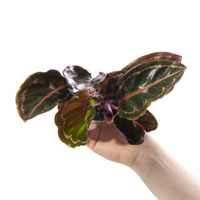 Baby Calathea Roseopicta Illustrious - Petite Elegance (5-10cm Height Including Pot) - 3