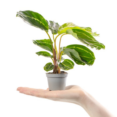 Baby Calathea Roseopicta - Petite Elegance (5-10cm Height Including Pot)