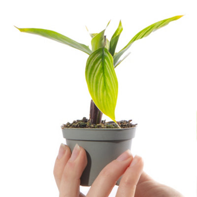 Baby Calathea Vittata - Striking Foliage (5-10cm Height Including Pot)