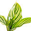Baby Calathea Vittata - Striking Foliage (5-10cm Height Including Pot)