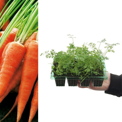 Baby Carrot 'Chantenay 2 Red Cored' Plants - 8 Pack - Easy Planting