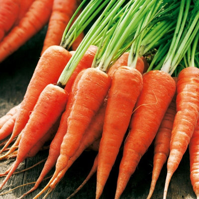 Baby Carrot 'Chantenay 2 Red Cored' Plants - 8 Pack - Easy Planting
