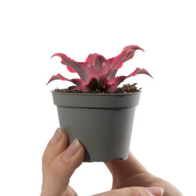 Baby Earth Star, Cryptanthus Ruby Star Small Indoor House Plant for UK Homes (10-20cm Height Including Pot)
