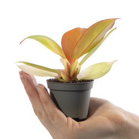 Baby Philodendron Orange, Small Indoor House Plant for UK Homes (10-20cm Height Including Pot)