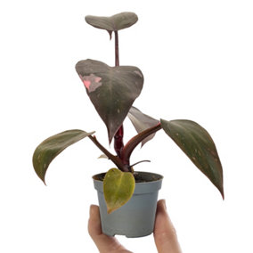 Baby Philodendron Pink Princess Marble, Small Indoor House Plant for UK Homes (10-20cm Height Including Pot)