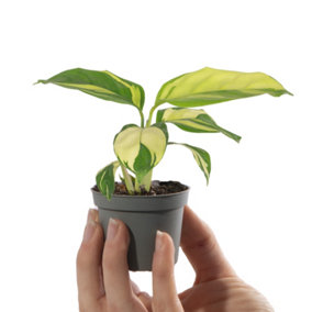 Baby Prayer Plant, Ctenanthe Golden Mosaic Small Indoor House Plant for UK Homes (10-20cm Height Including Pot)