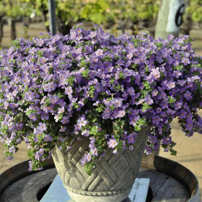 Bacopa 3 Plant Mix - Trailing Variety in a 9cm Pot