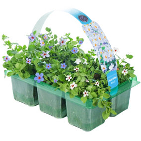 Bacopa Blue Basket Plants: Vibrant Cascades, 6 Pack Elegance (Ideal for Hanging Baskets)
