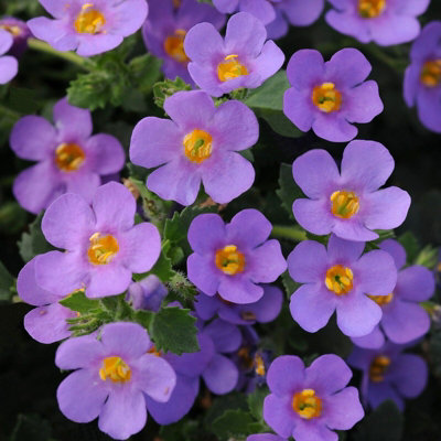 Bacopa Giant Blue in 9cm Pot - Trailing Variety - Ideal for Baskets & Planters
