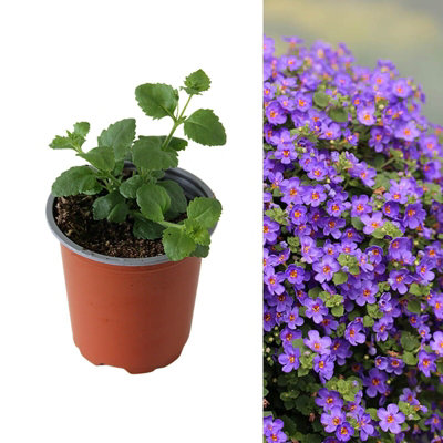 Bacopa Giant Blue in 9cm Pot - Trailing Variety - Ideal for Baskets & Planters