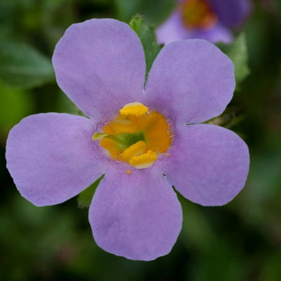 Bacopa Giant Blue in 9cm Pot - Trailing Variety - Ideal for Baskets & Planters - 4