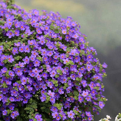 Bacopa Giant Blue in 9cm Pot - Trailing Variety - Ideal for Baskets & Planters - 5