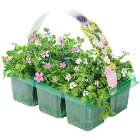 Bacopa Pink Basket Plants: Delicate Pink Blooms, 6 Pack Charm (Ideal for Hanging Baskets)