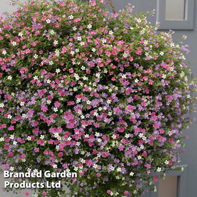 Bacopa Topia Mix 15 Garden Ready Plants