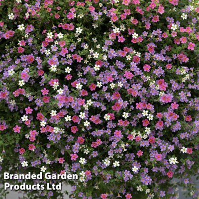 Bacopa Topia Mix 15 Garden Ready Plants