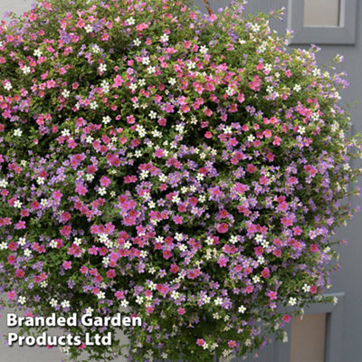 Bacopa Topia Mix 15 Garden Ready Plants - 3