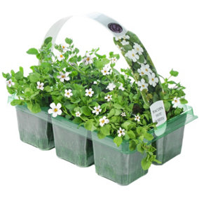 Bacopa White Basket Plants: Serene White Blooms, 6 Pack Simplicity (Ideal for Baskets)