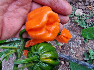 Bahamian Goat Chilli Seeds - 10 Seeds