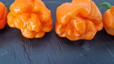 Bahamian Goat Chilli Seeds - 10 Seeds