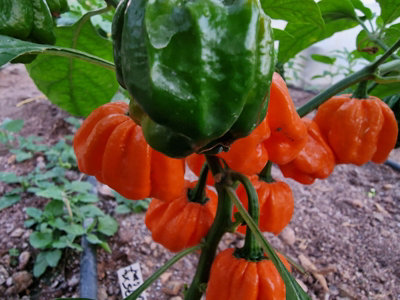 Bahamian Goat Chilli Seeds - 10 Seeds