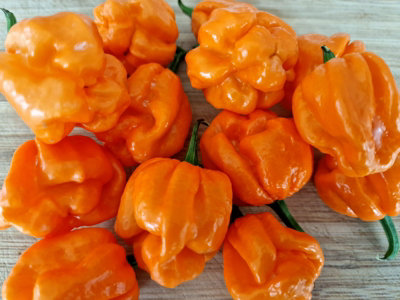 Bahamian Goat Chilli Seeds - 10 Seeds
